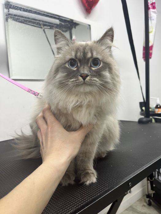 Грумінг Чернігів/Масани