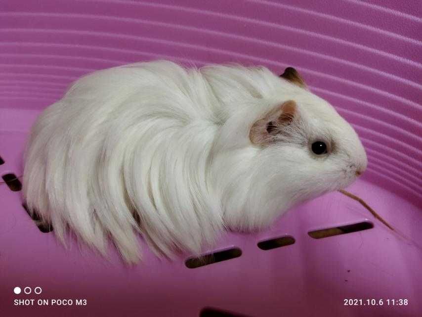 Морская декоративная свинка и свинки Большой выбор +клетки