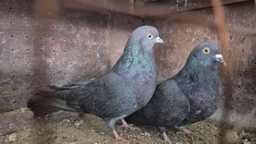 Gołębie orliki mikołajewskie