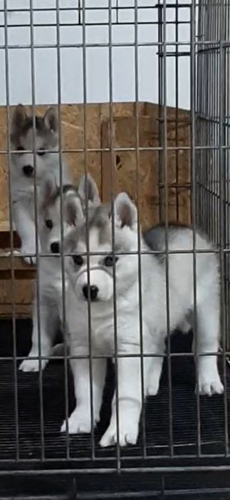 Щенки хаски с документами ксу