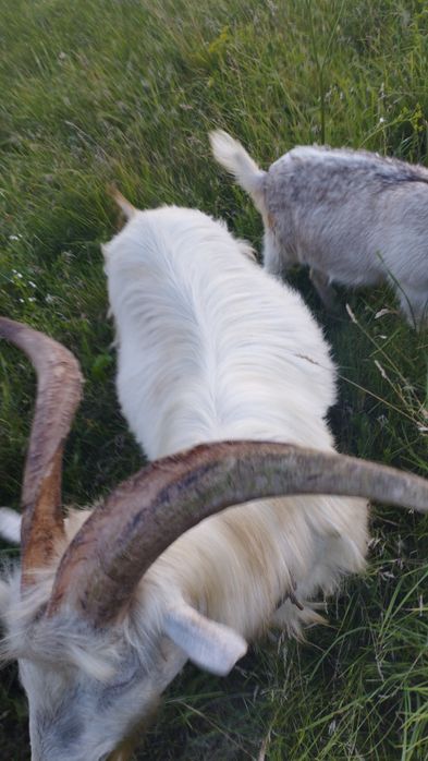 Продам козла хорошей породи