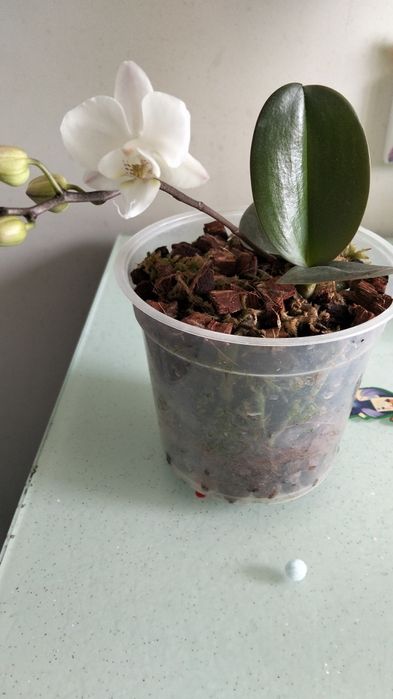 Орхідея фаленопсис, біла