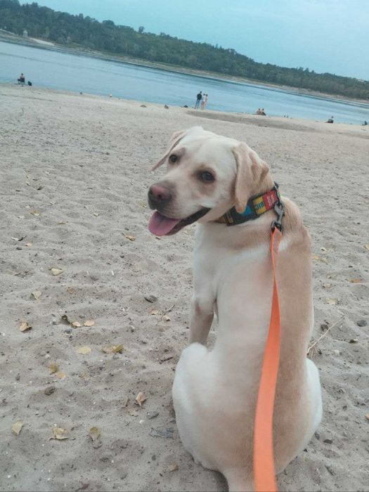 Вязка лабрадор кобель