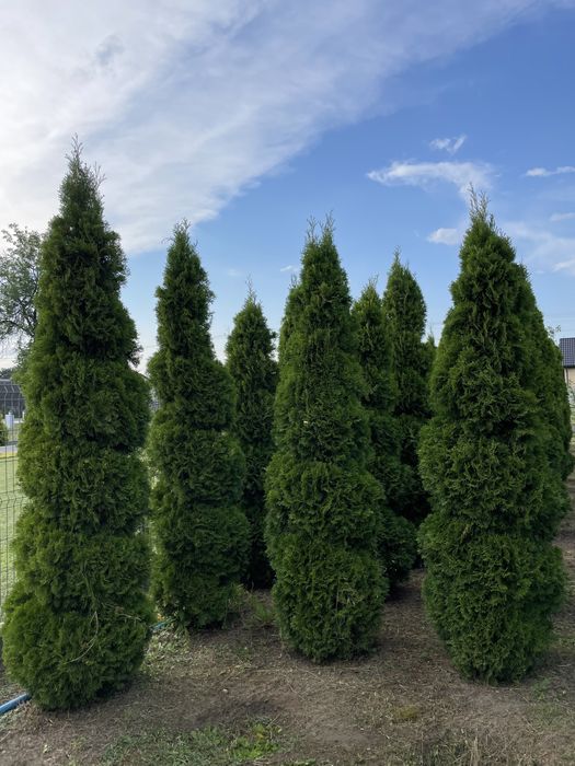 Kule na pniu 250cm‼️ tuje szmaragd, brabant‼️