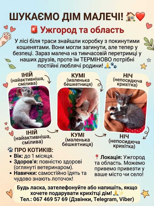 Віддаємо кошенят дівчаток