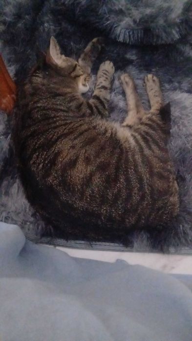 Gato malhado para doar