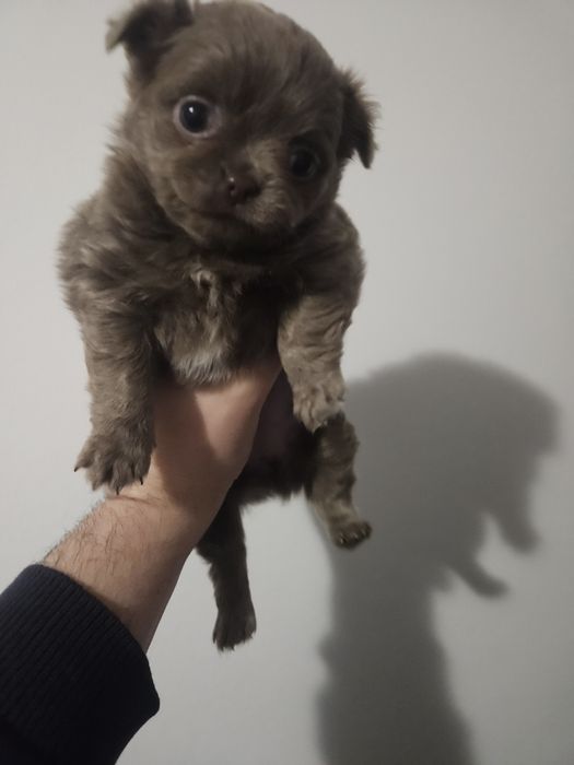 Chihuahua femea  creme  pelo comprido com lop e afixo