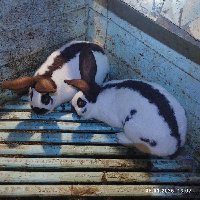 Продам кролів німецький строкатий