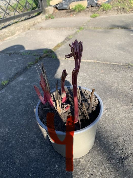 Рослини  вуличні