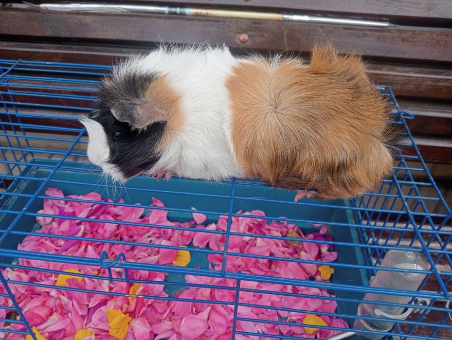 Продам морську свинку