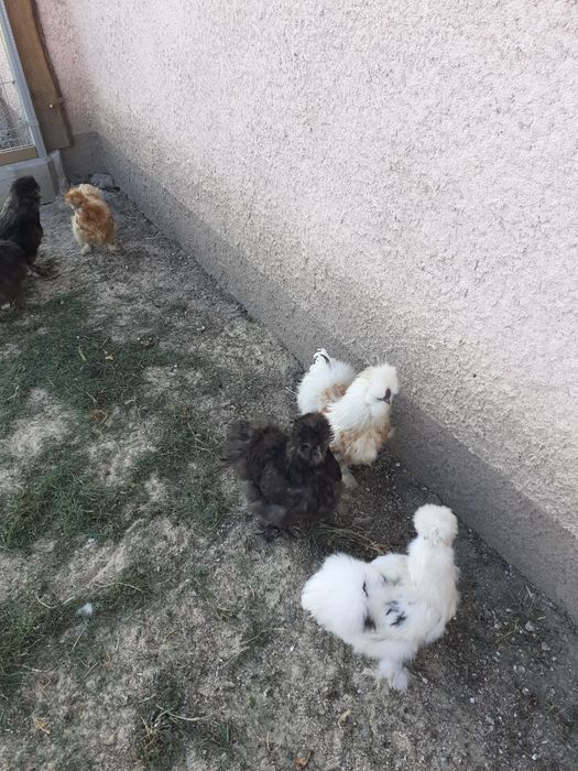 Sprzedam Kury silki 150zl