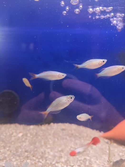 Peixe arco íris neon