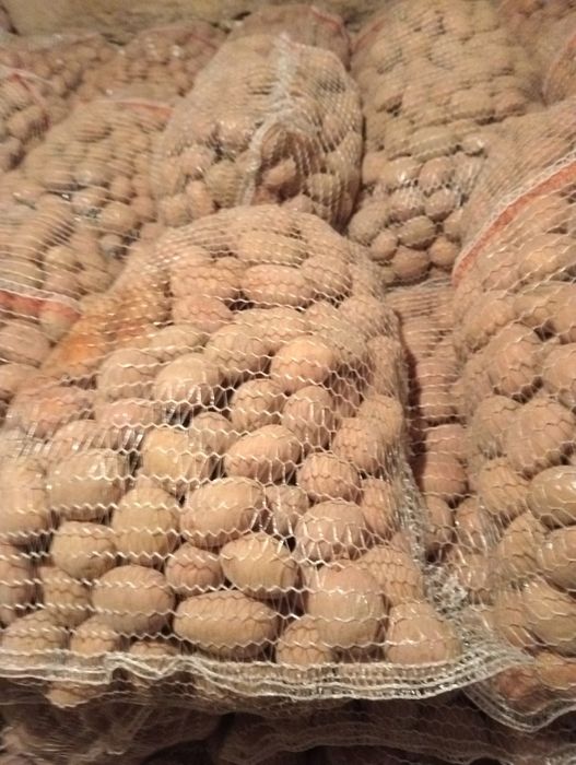 Irga ,catania,noya wielkość  sadzeniaka  35-45mm