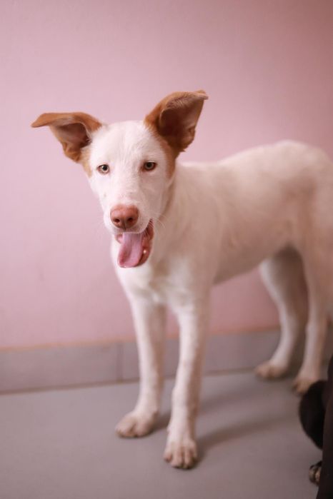 Łagodna i pełna miłości do rozdania suczka czeka na dom