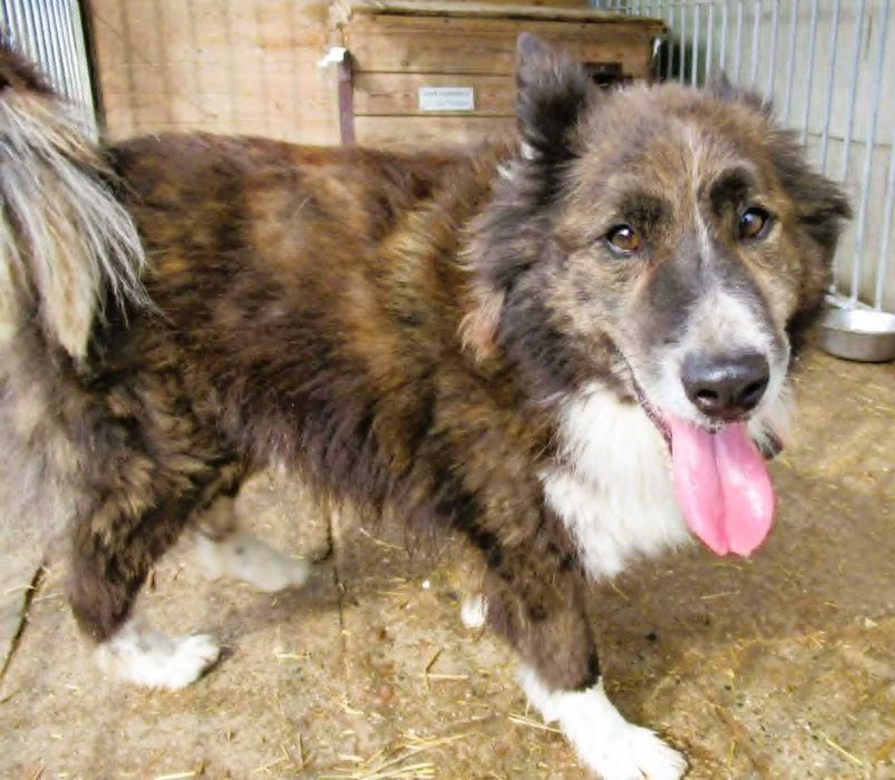 ERWIN - piękny psiak w typie border collie szuka domu