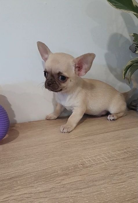 Chłopiec rasy chihuahua, rzadki kolor