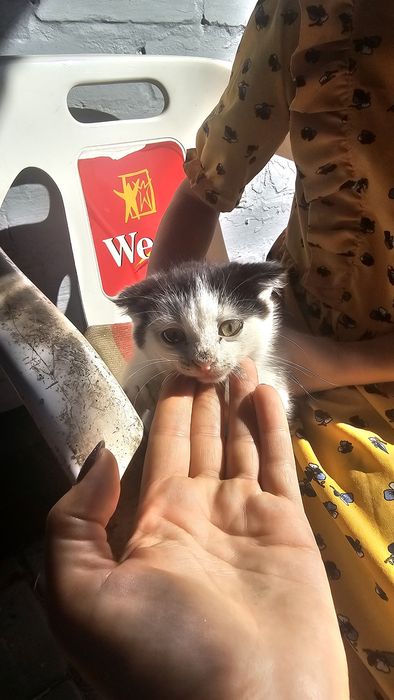 Віддам кошення в добрі руки