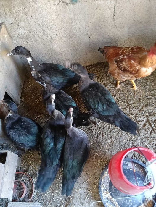 Vendo patos mudos