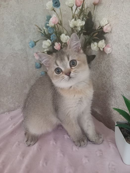 Шикарна голуба шиншила