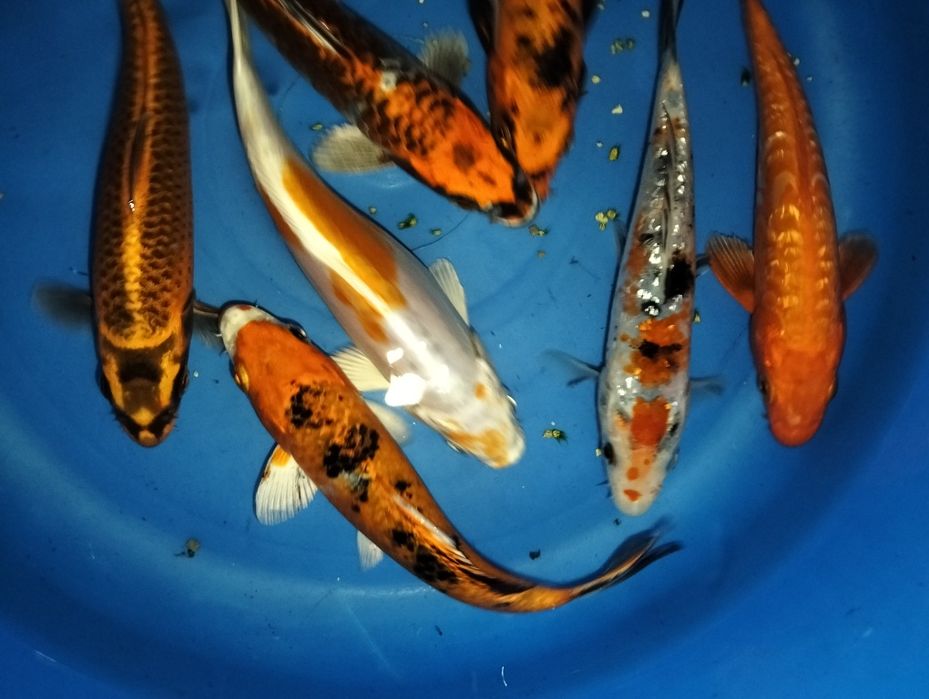 Carpa koi seleção 15 a 16cm
