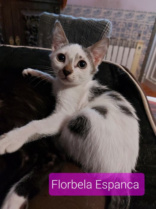 Gatinhos para adoção