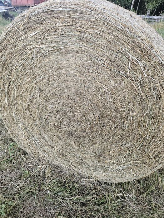 Siano suche bez deszczu