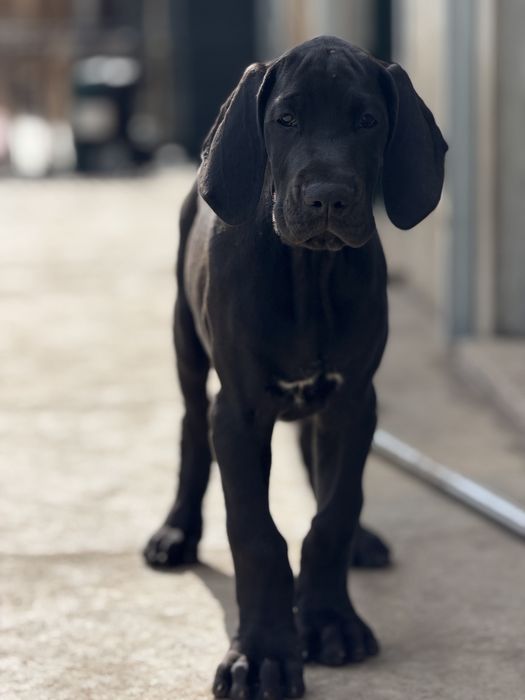 Dogue alemao femêa