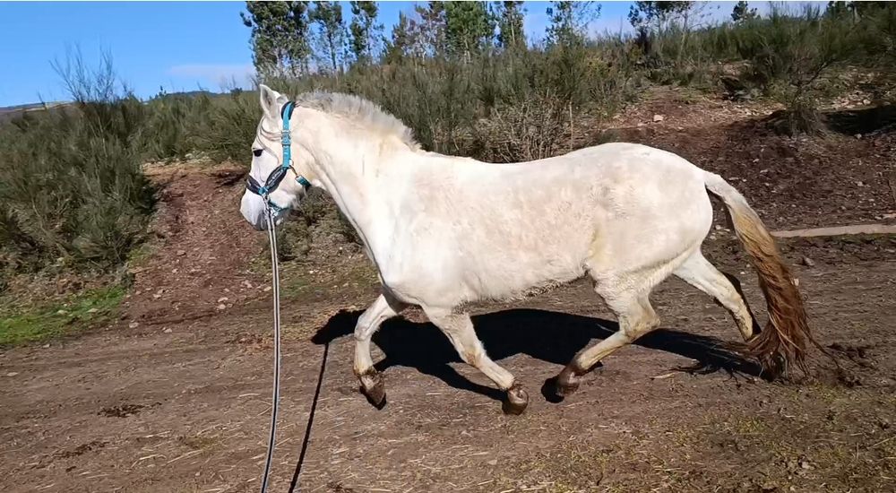 Para venda  ou trocacavalo PSL