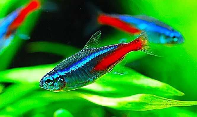 Tetra Neon (Paracheirodon Innesi)