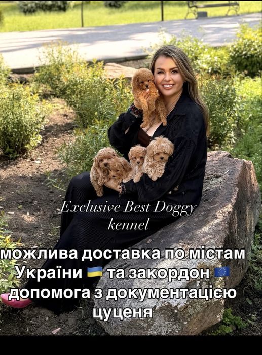 ‼️Шикарні МАЛЬТІПУ‼️ Цуценята VIP mini мальтіпу ф1 з BABY FACE. Щенок мальтипу.