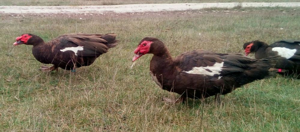 Мускусные утки на племя ( Германия )! шипуни, індокаченята, каченята