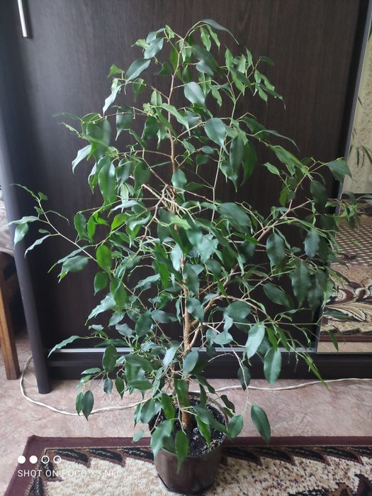 Вазони фікуса, лимон