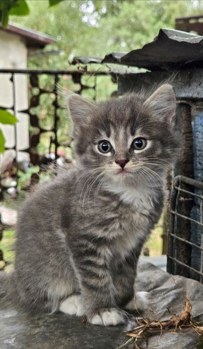 Віддамо кошенят у добрі руки