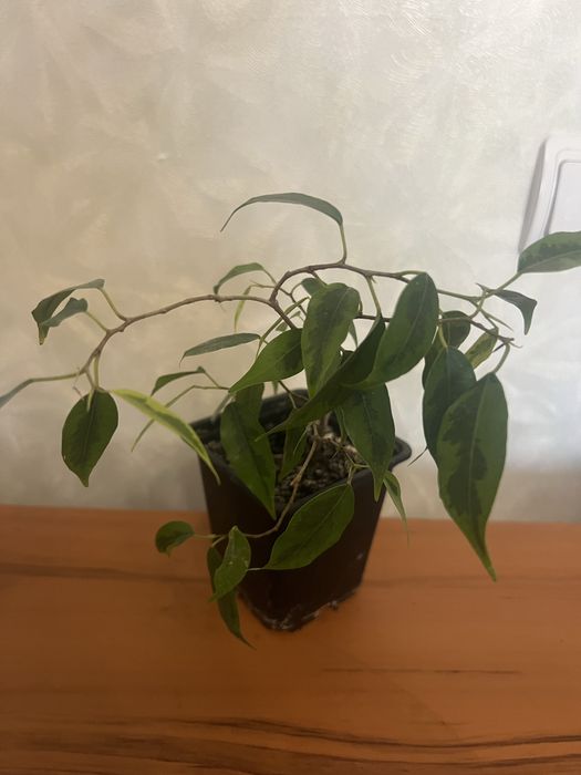 Фікус Бенджаміна. Фікуси