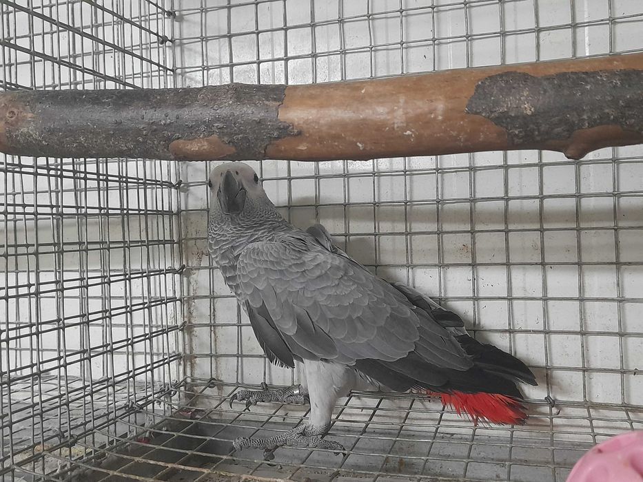 Papagaia Cinzenta 2026 criada pelos pais