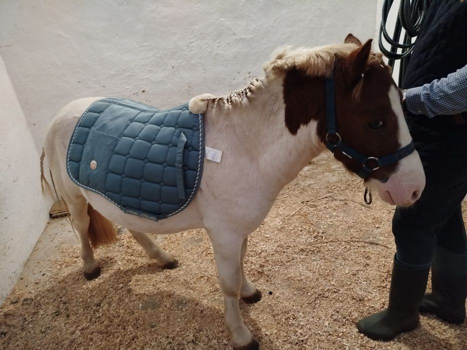 Cobrições de pônei