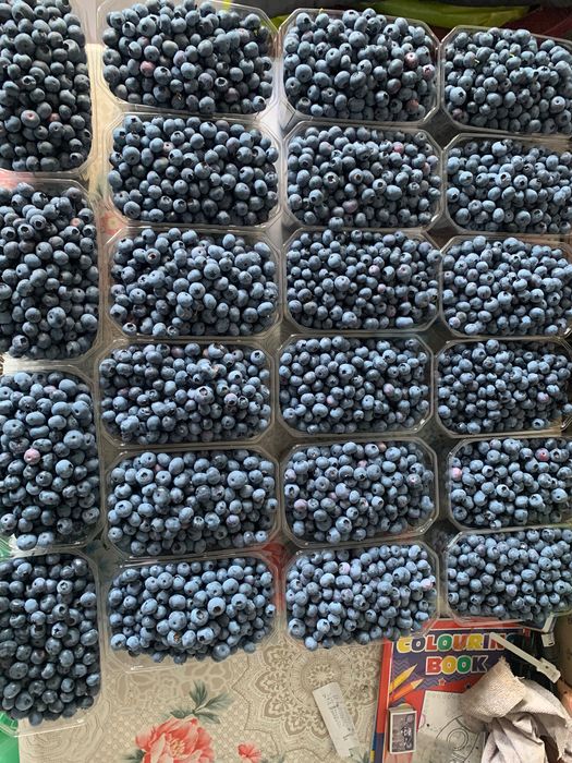 Borówki Amerykańskie, świeżo zbierane