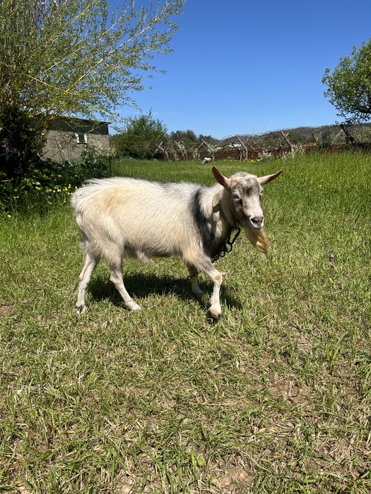 Vendo chibo com 2 anos