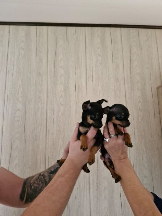 Pinczer miniaturowy ratlerek