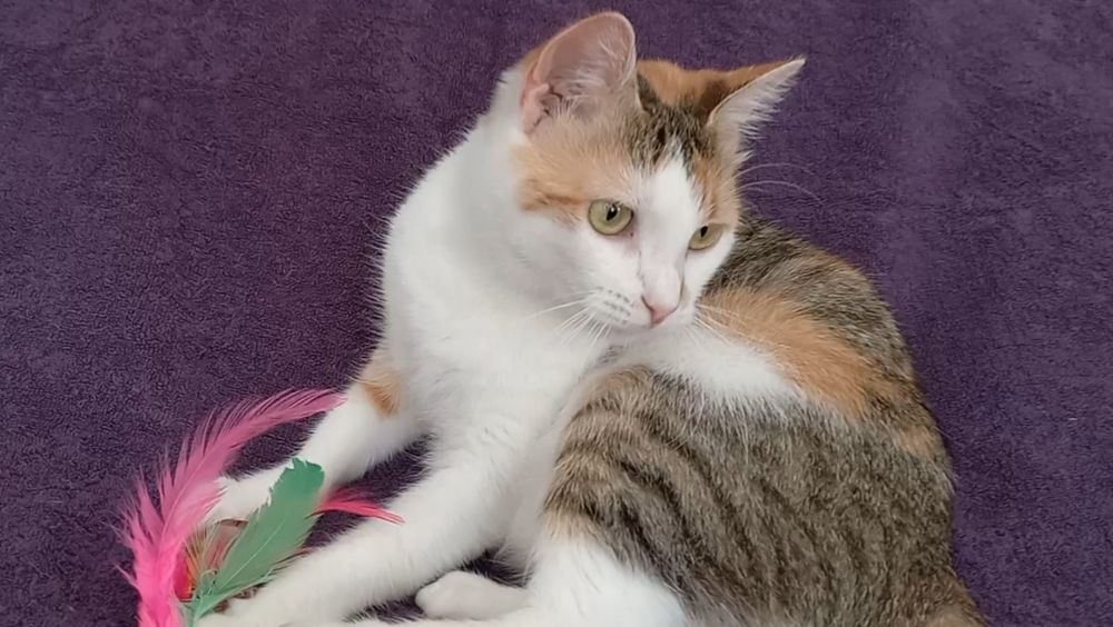 Трьохколірна / трьохмасна молода кішка. Має мікрочіп, ветпаспорт..