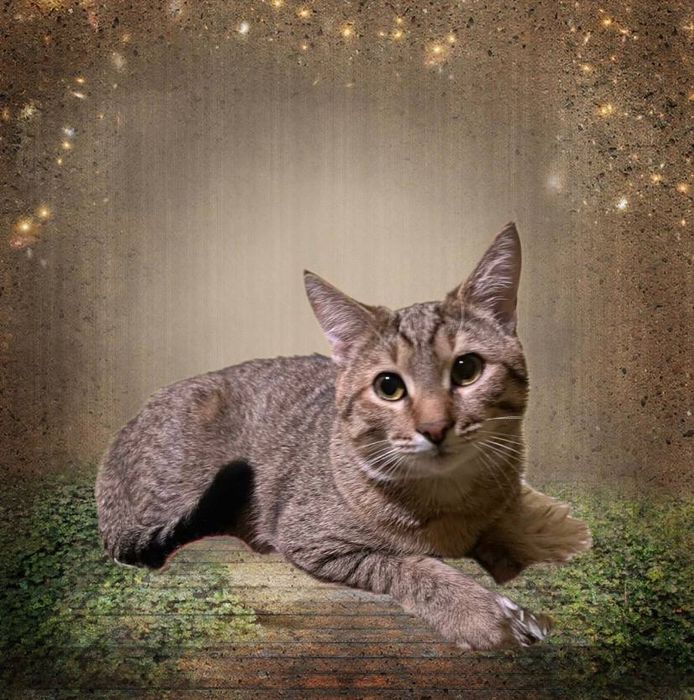 Котенок бесплатно , в семью