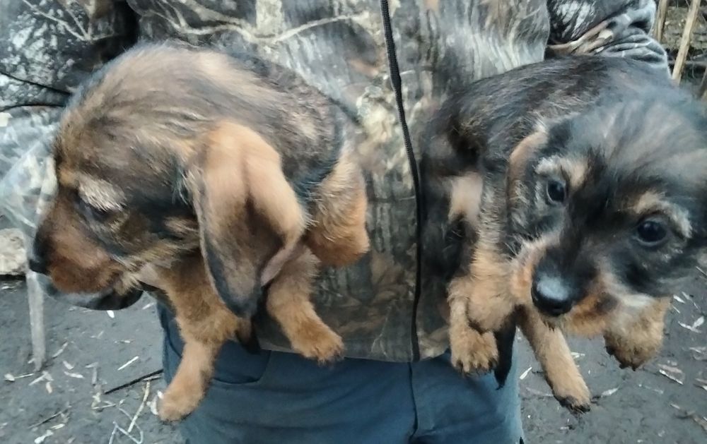 Такса жорсткошерстна