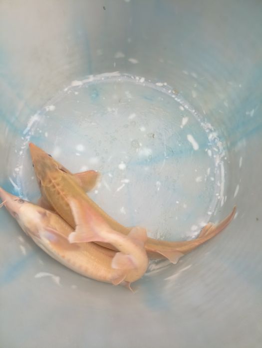 Karp Lin Amur Jesiotr Tołpyga