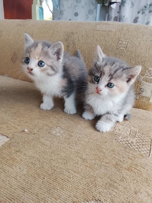 Кошенятка шукають дім