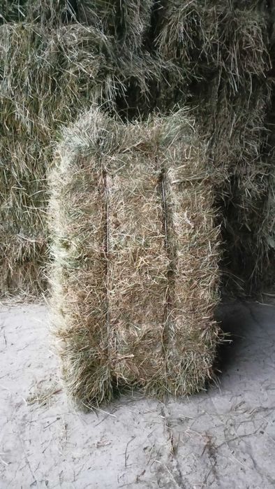 Siano w kostkach, słoma