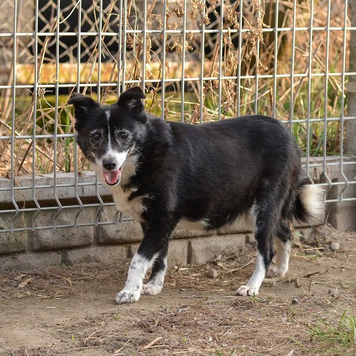 Czarna Mańka - urocza psia seniorka