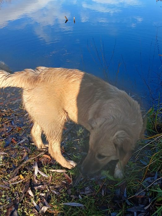 Дівчинка Тайра 7  місяців
