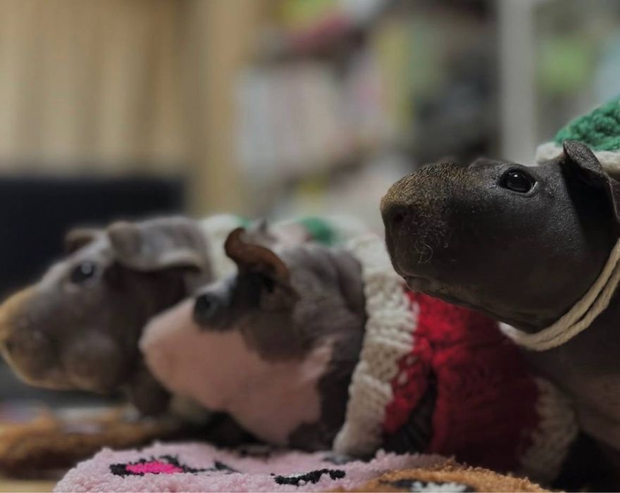 Лисі  морські свинки різних підвидів