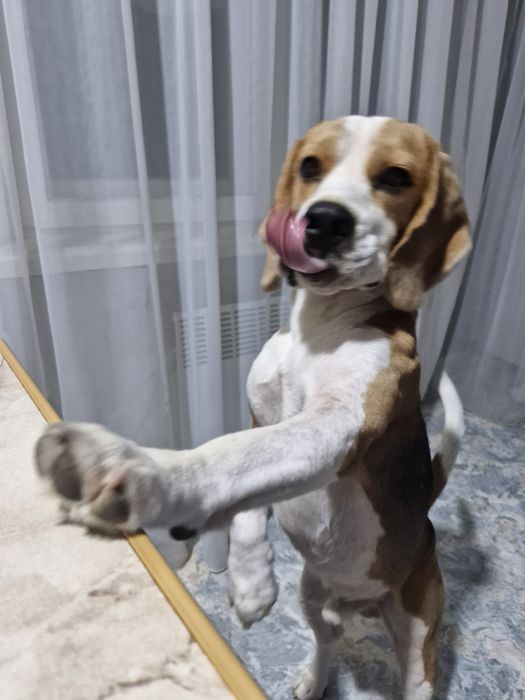 Шукаємо подружку для в'язки