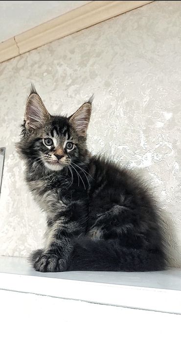 роскошная чистокровная  Мейн-кун из элитной вязки. Чистокровная,